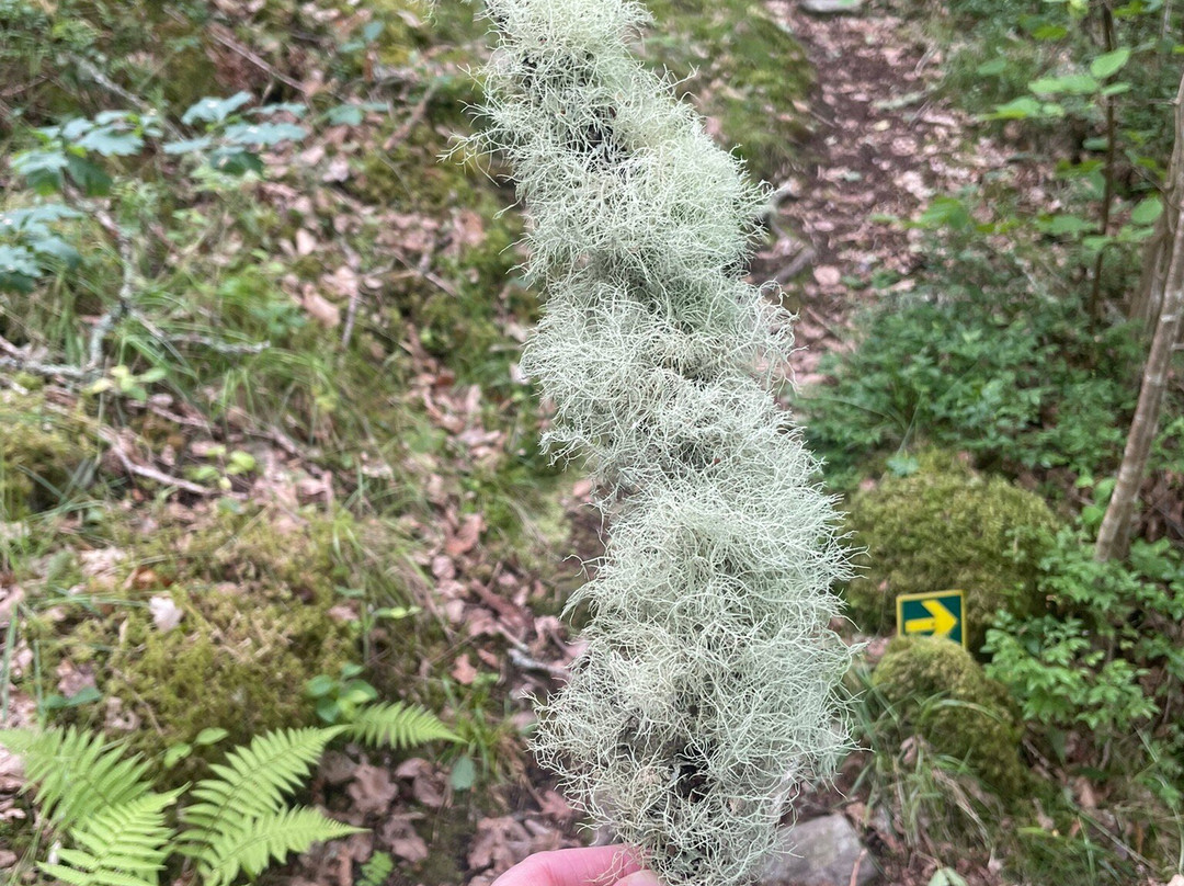Abriachan Nurseries - The Garden On Loch Ness-Abriachan必去景点
