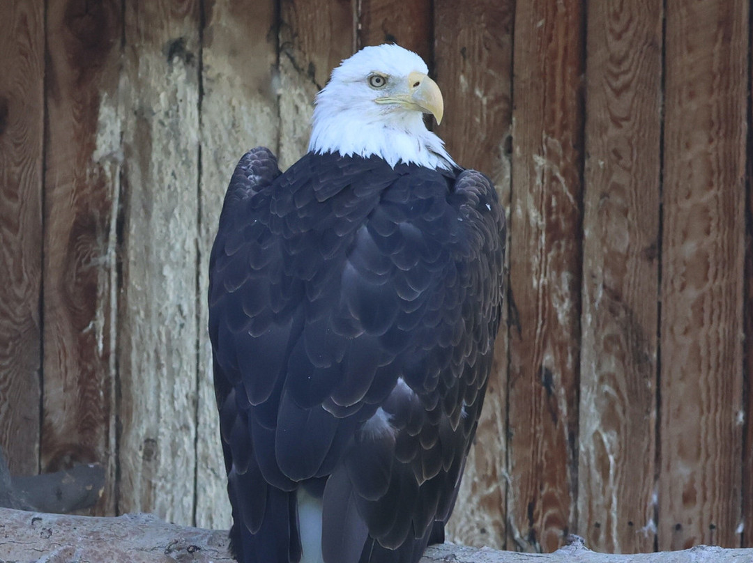 BC Wildlife Park-坎卢普斯必去景点