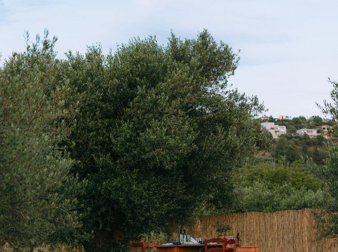 Olive Oil Experience Crete-Peza必去景点