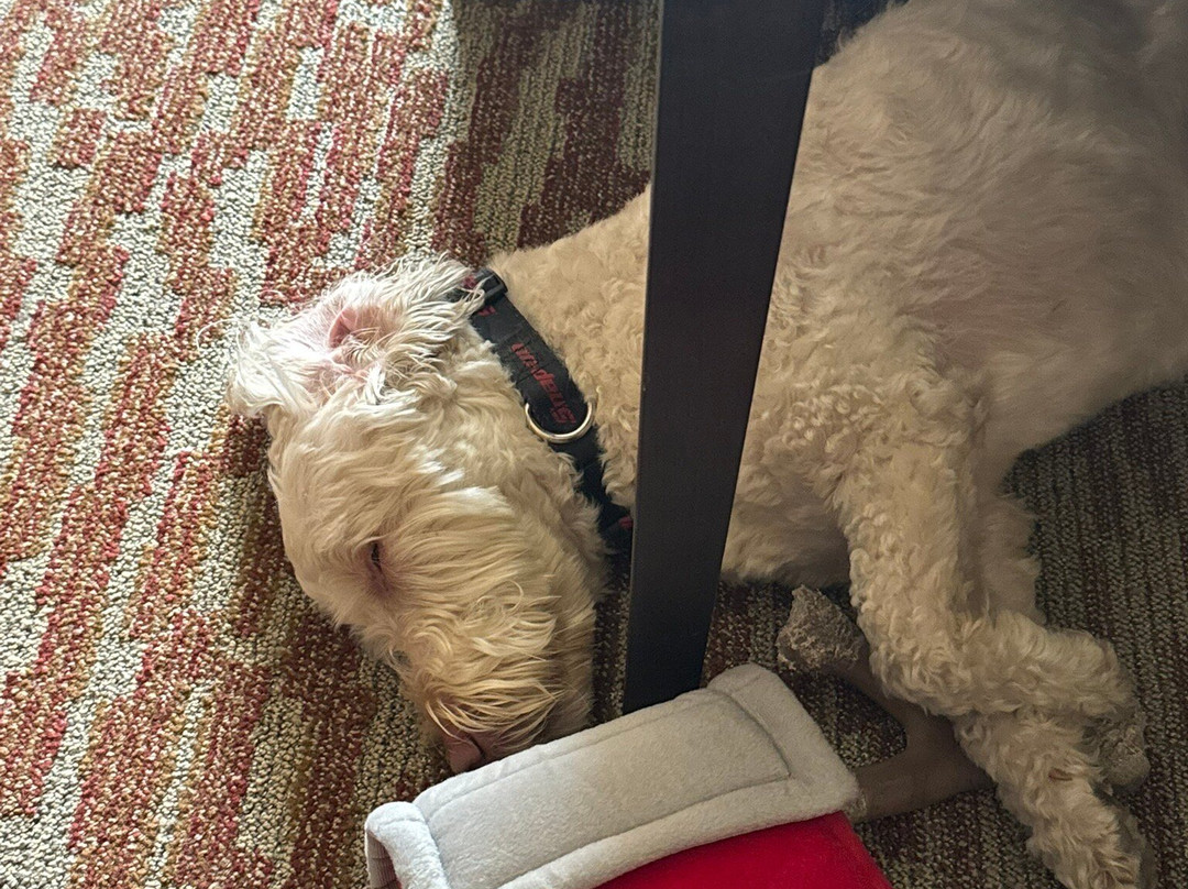 Homewood Suites by Hilton Boston Marlborough主图