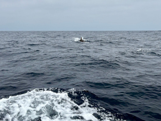 SeaXplorer Sagres-萨格里什必去景点