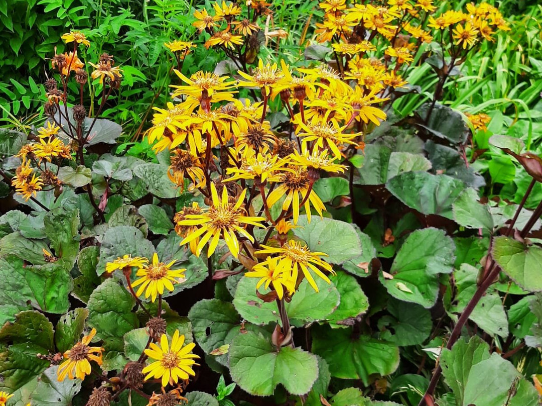 Llwyngarreg Garden-Llanfallteg必去景点