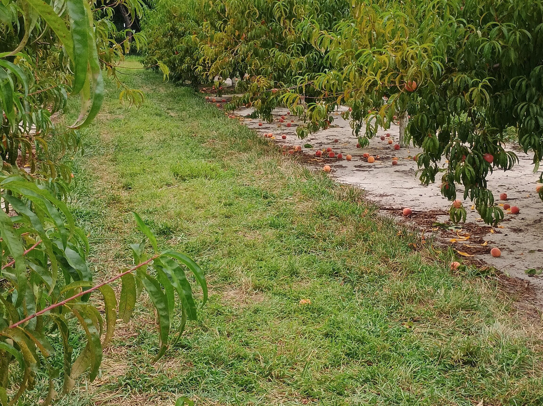Bennett Orchards-Frankford必去景点