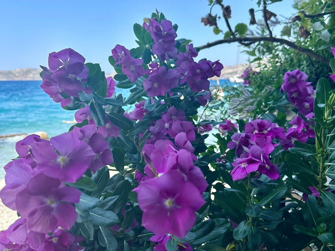 Yakamoz Restaurant & Pension主图