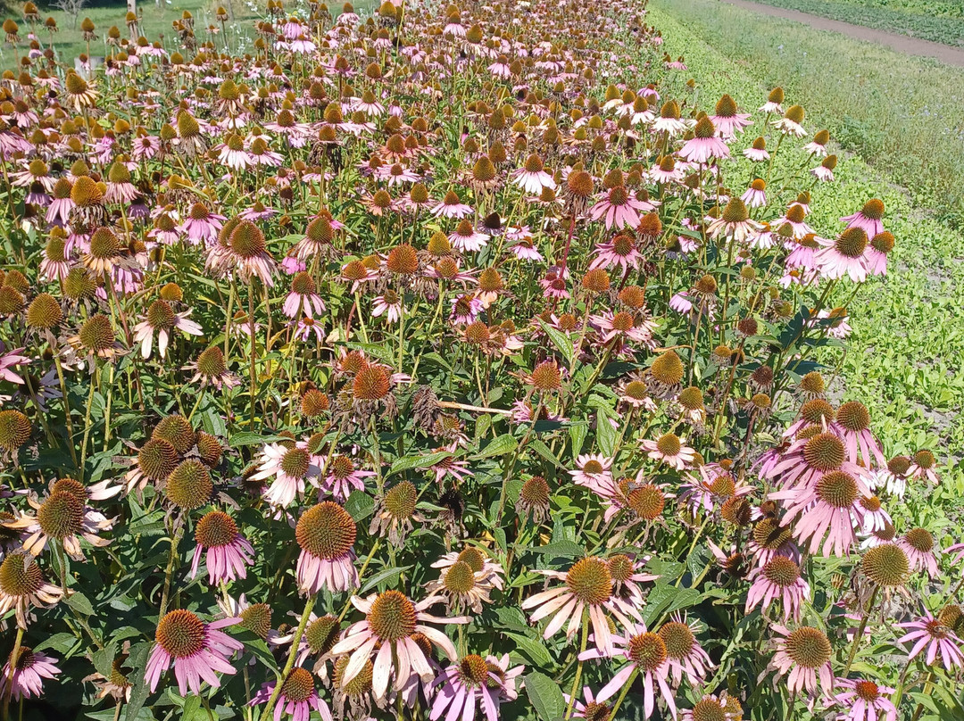 A.Vogel Tuinen-'t Harde必去景点