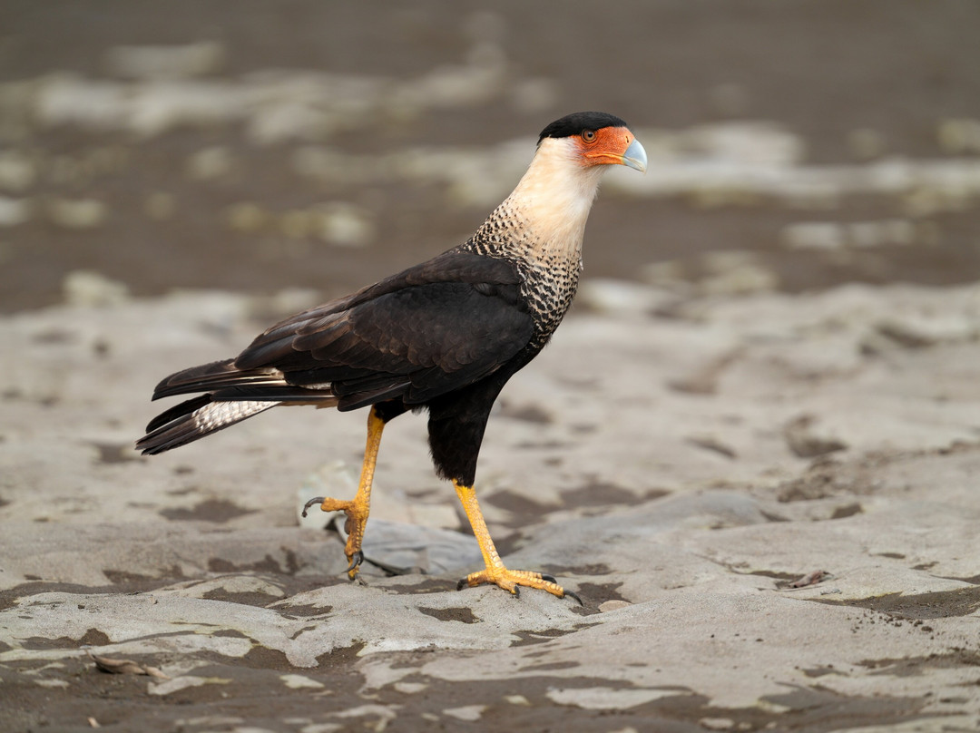 INTERNATURA FRCR-Santo Domingo de Heredia必去景点