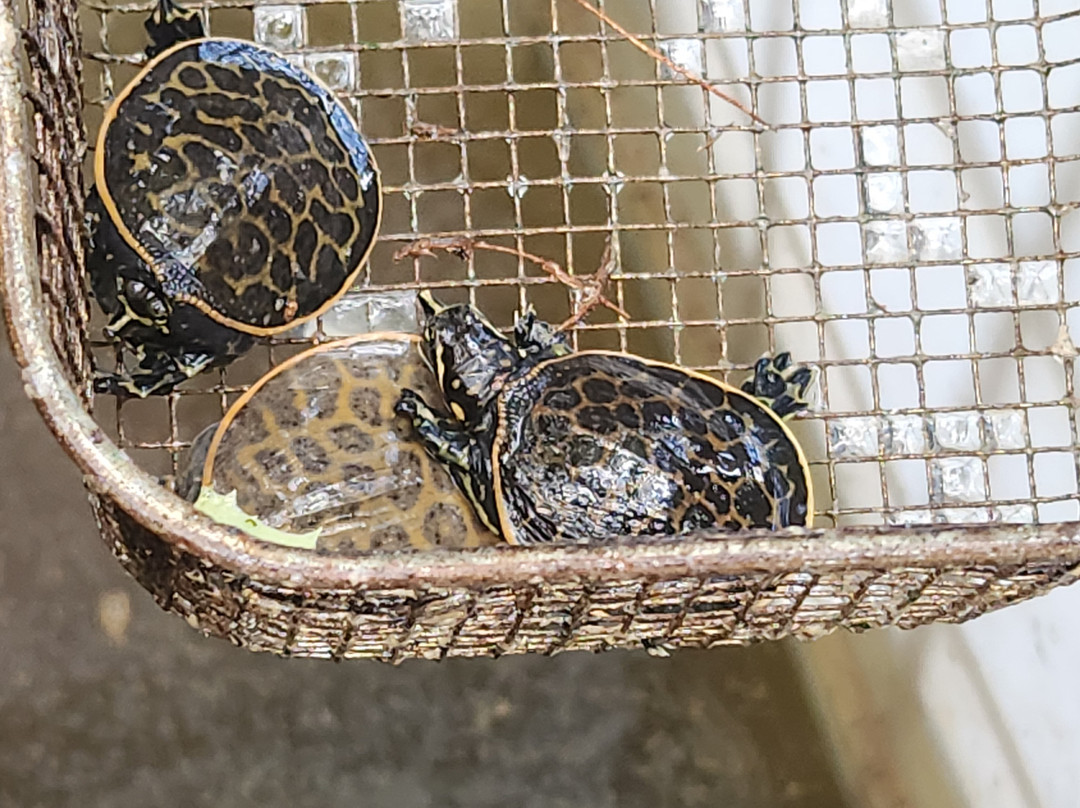 Everglades Airboat Excursions-Tamarac必去景点