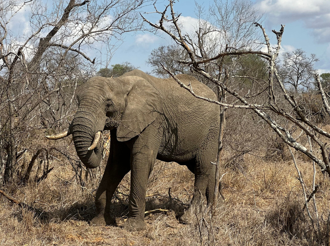 Rafiki Bush Lodge主图