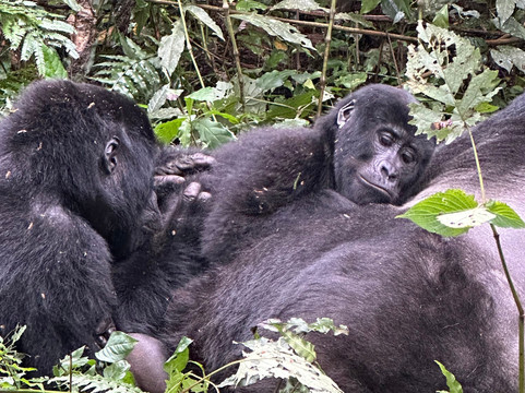 Let's Go Travel-坎帕拉必去景点