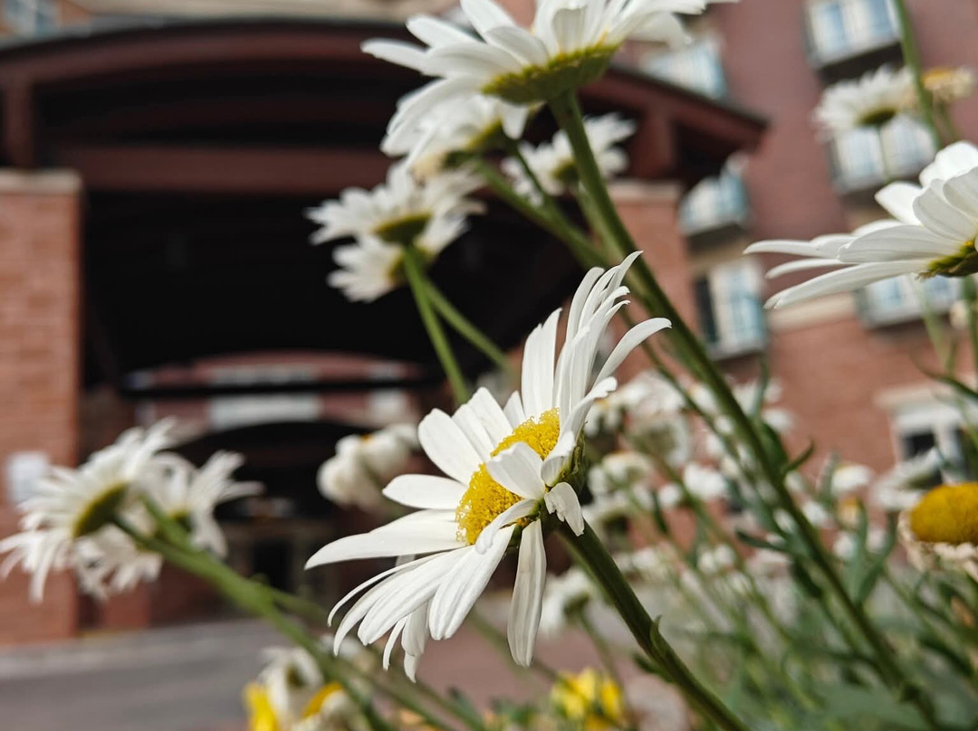 Drury Inn & Suites Flagstaff主图