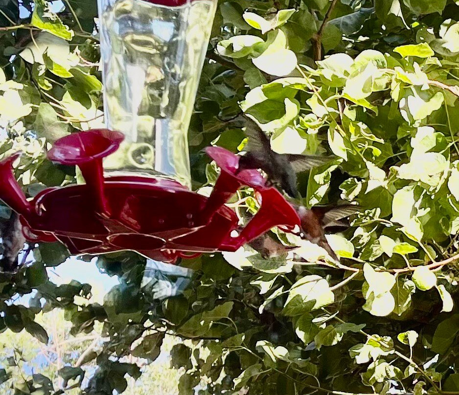 Recapture Lodge主图