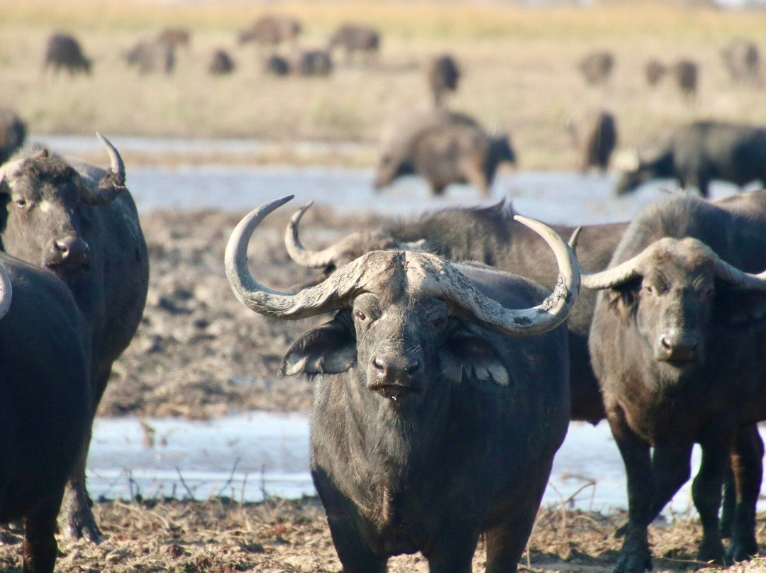 Mahango Game Reserve-奥奇瓦龙戈必去景点