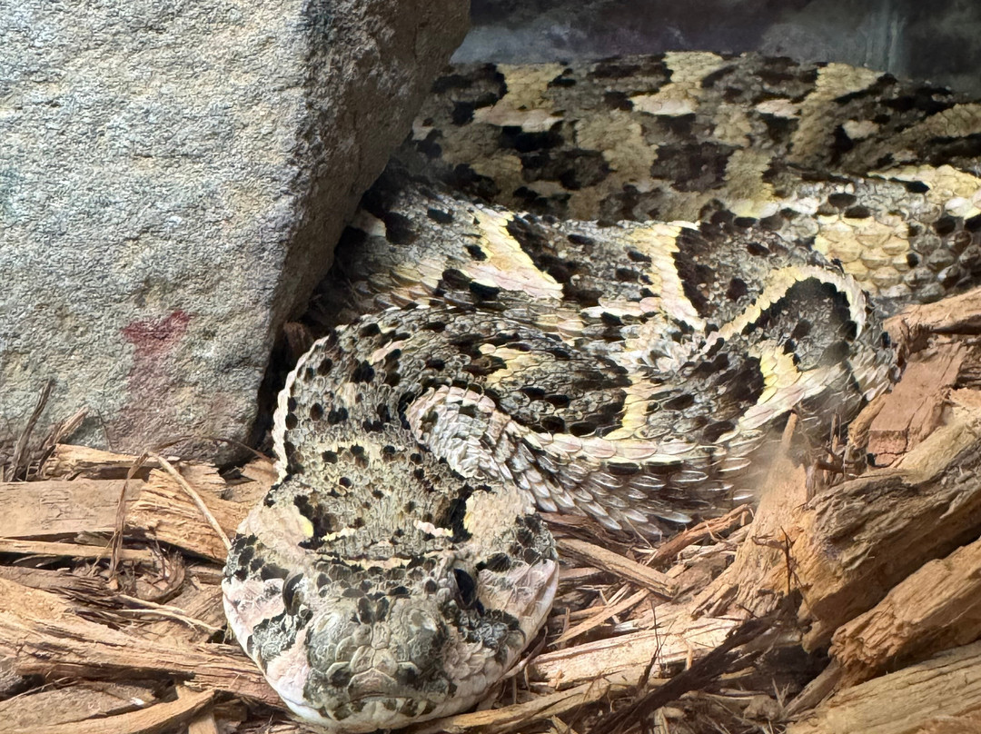 Bee City-Cottageville必去景点