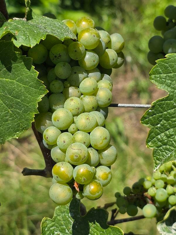 Landhotel Niederthaeler Hof主图