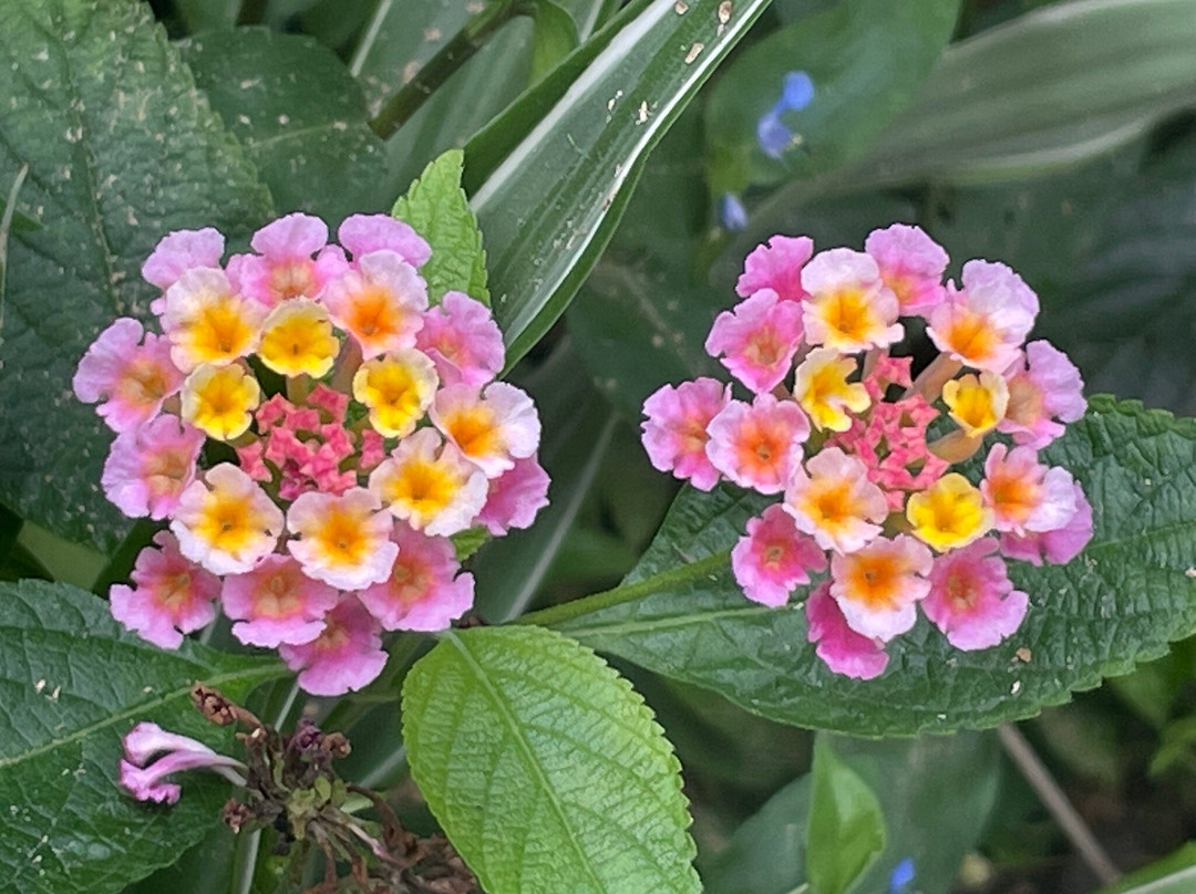 Jardin de Orquideas de Sitio Litre-德拉克鲁兹索尔港必去景点