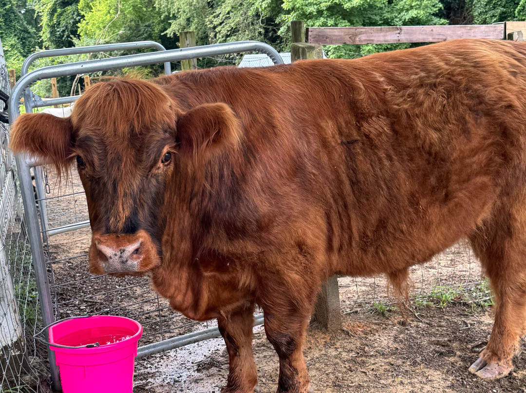 1870 Farm-教堂山必去景点