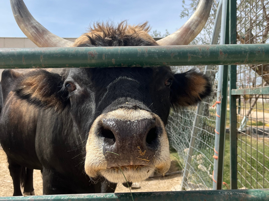 Zoo De Lillo-Lillo必去景点