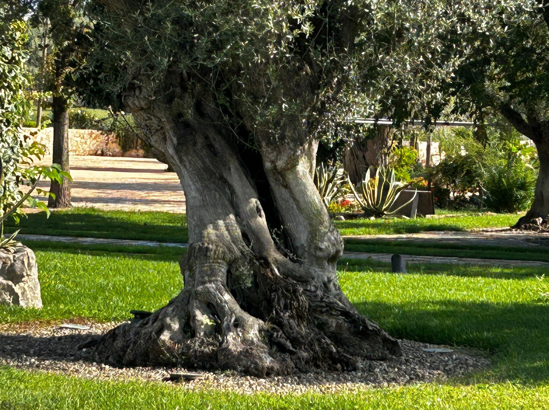 Trulli Uliveto Acquafonda