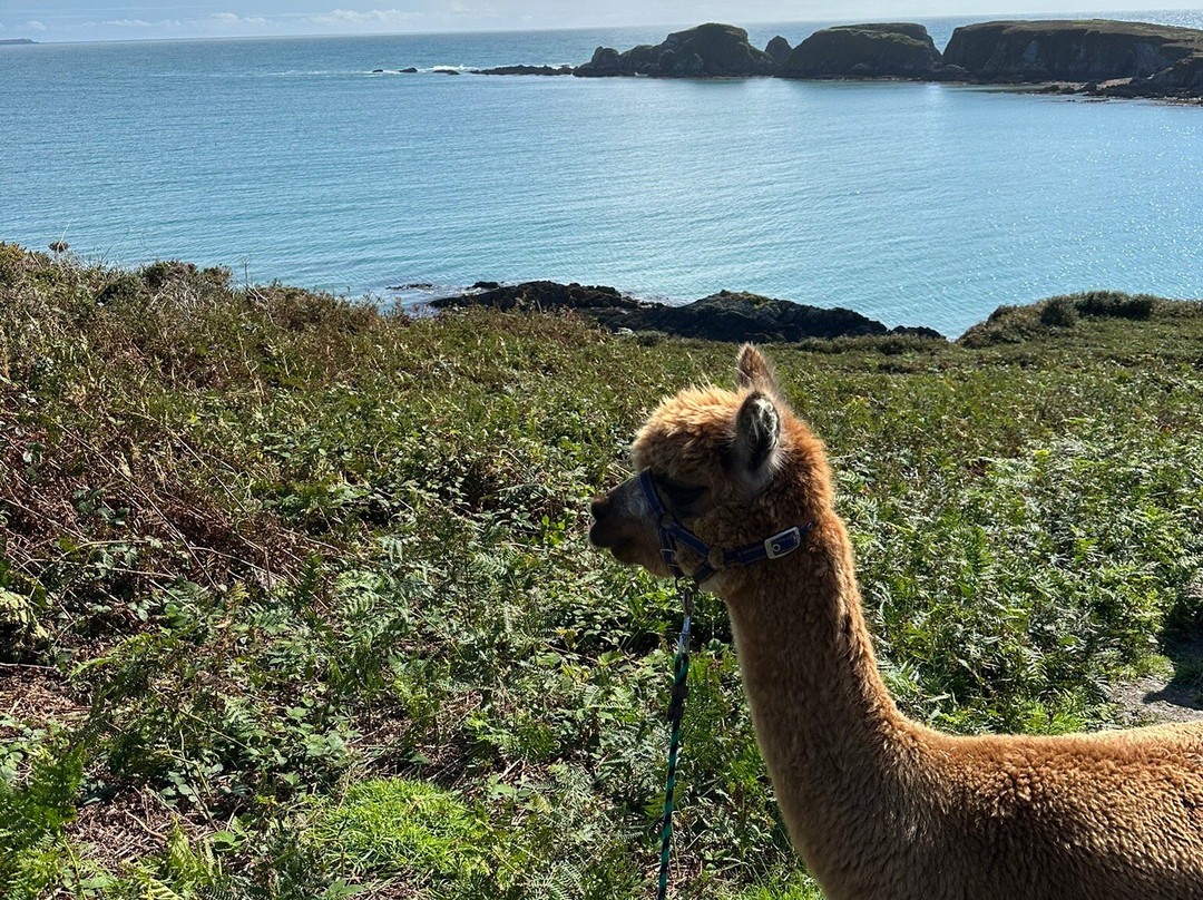 Seaside Alpacas West Cork-Union Hall必去景点