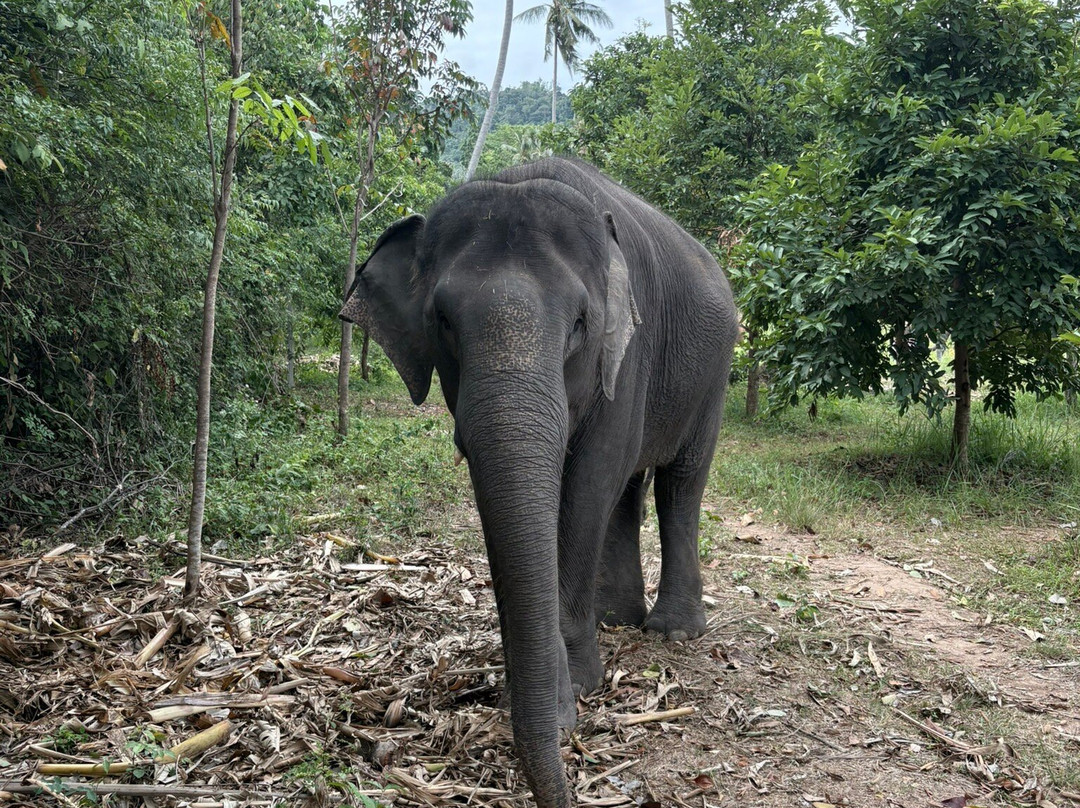 Samui Elephant Sanctuary-波普特必去景点