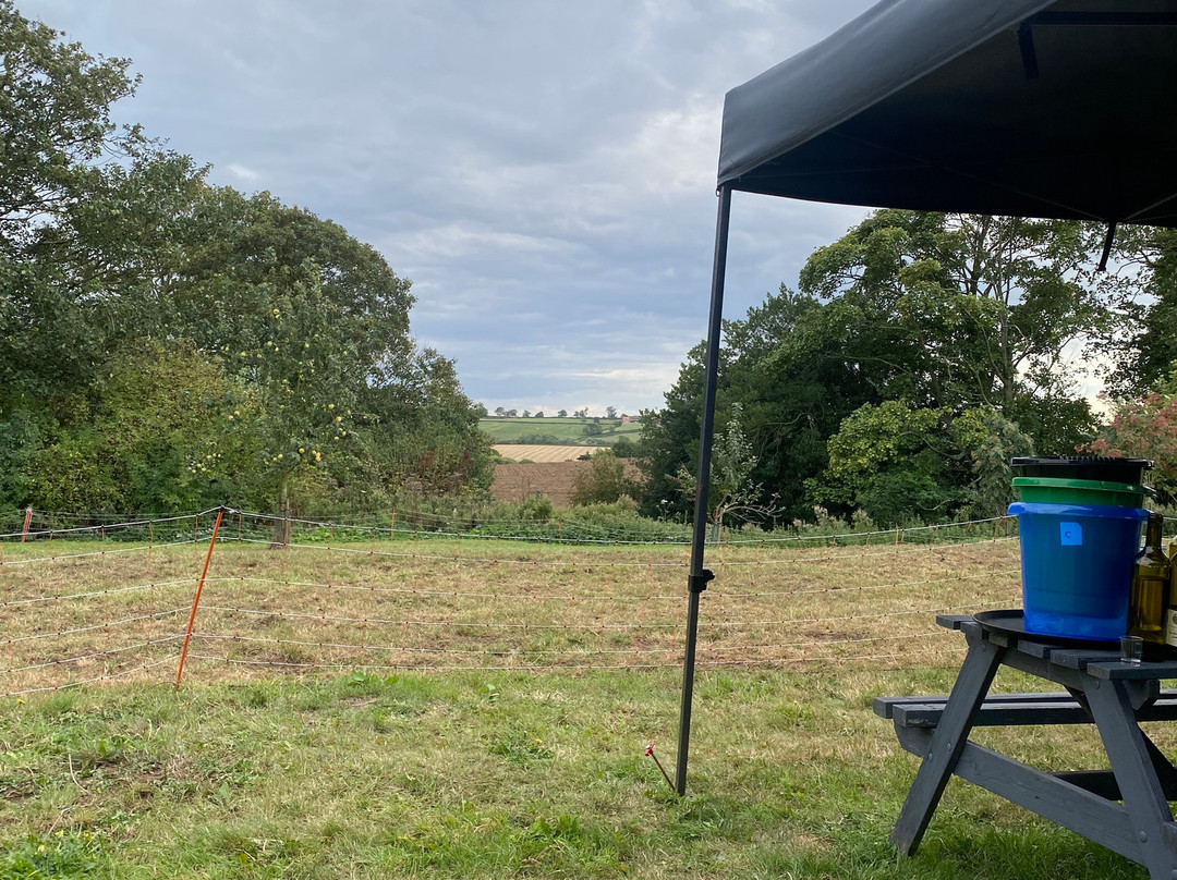 Ryedale Vineyards主图