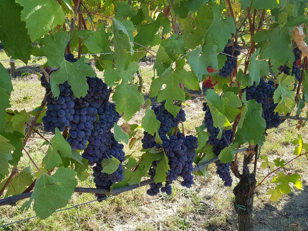 Azienda Agricola Avignolo