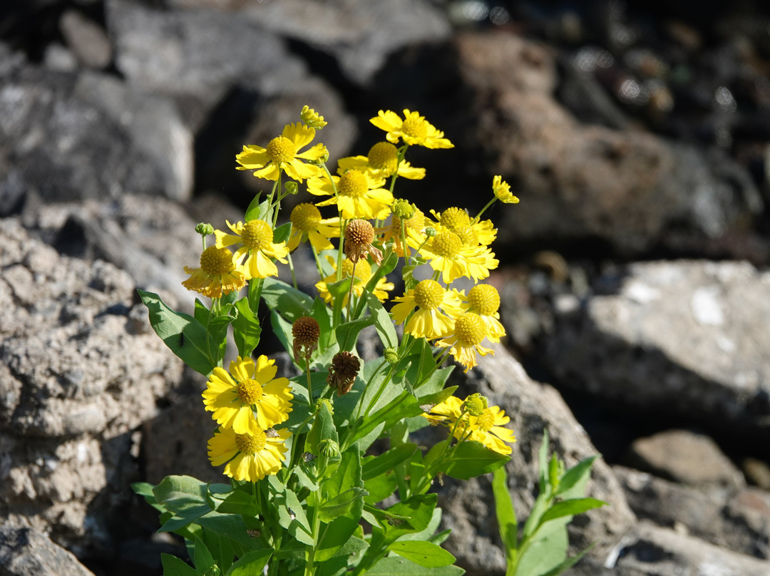 Beamers Hells Canyon Tours-Clarkston必去景点