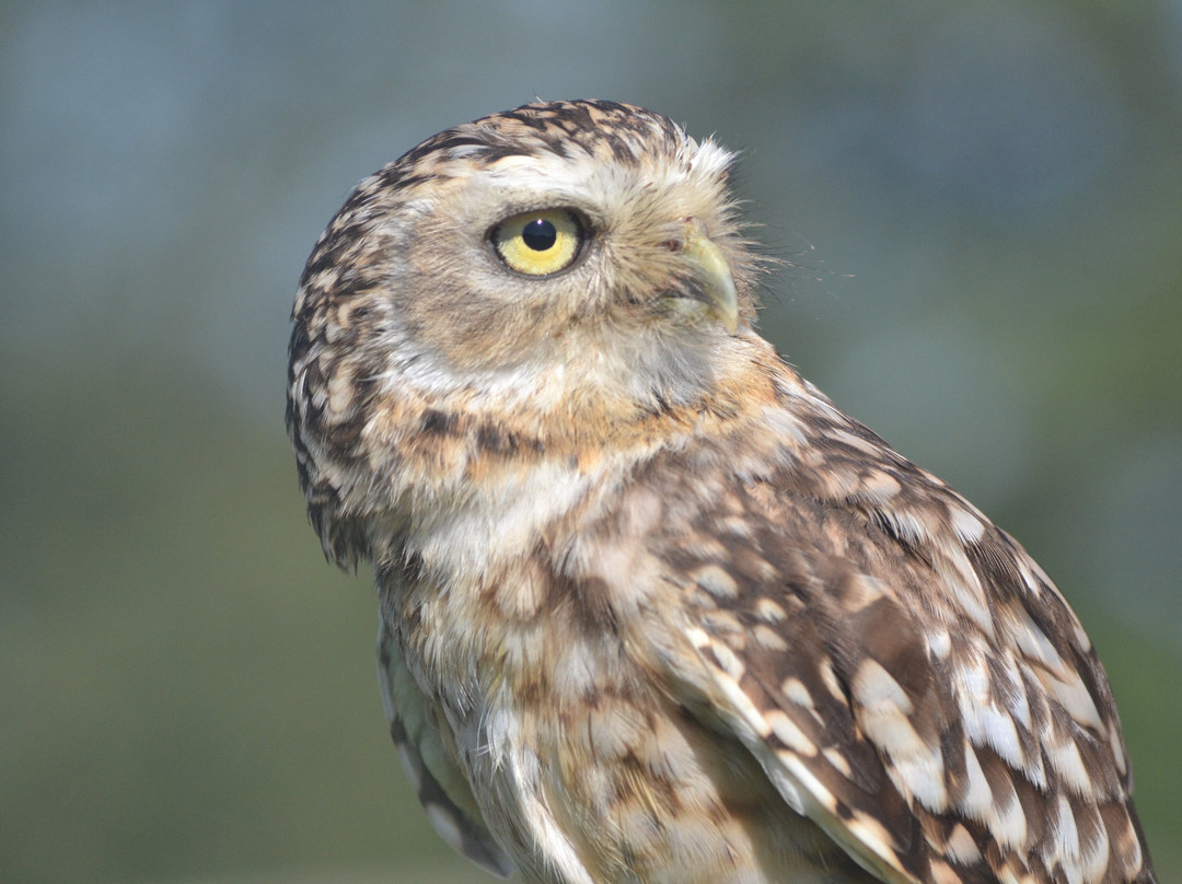 Kent Falconry Centre-Throwley必去景点