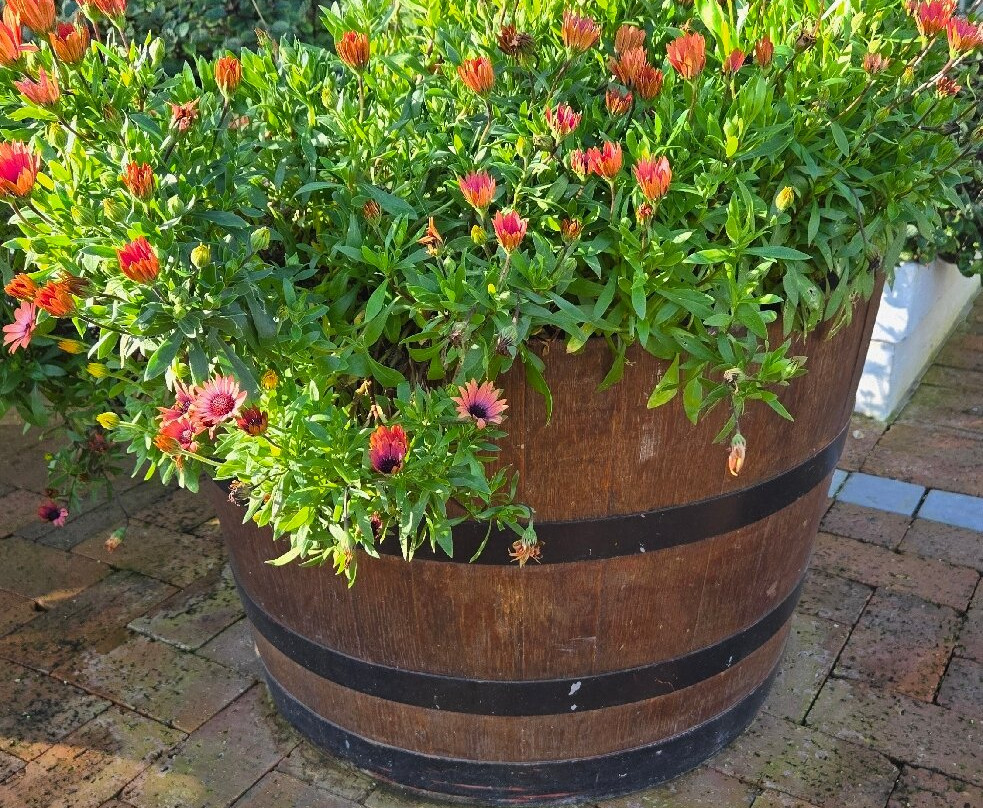 Meerendal Wine Estate-德班丘必去景点