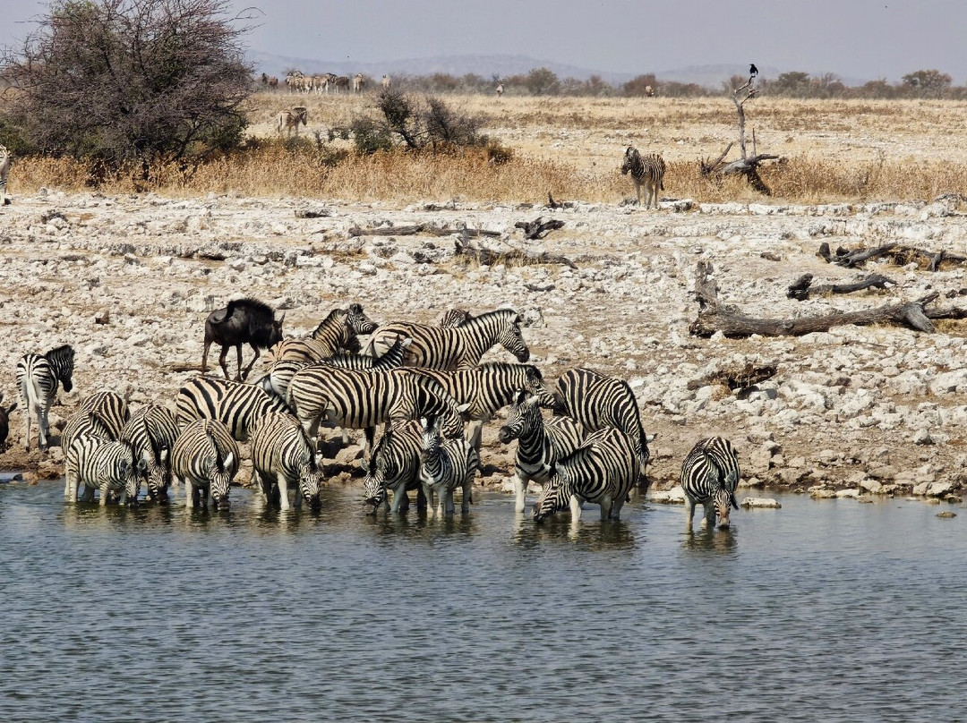 Okaukuejo waterhole-纳米比亚埃托沙国家公园必去景点