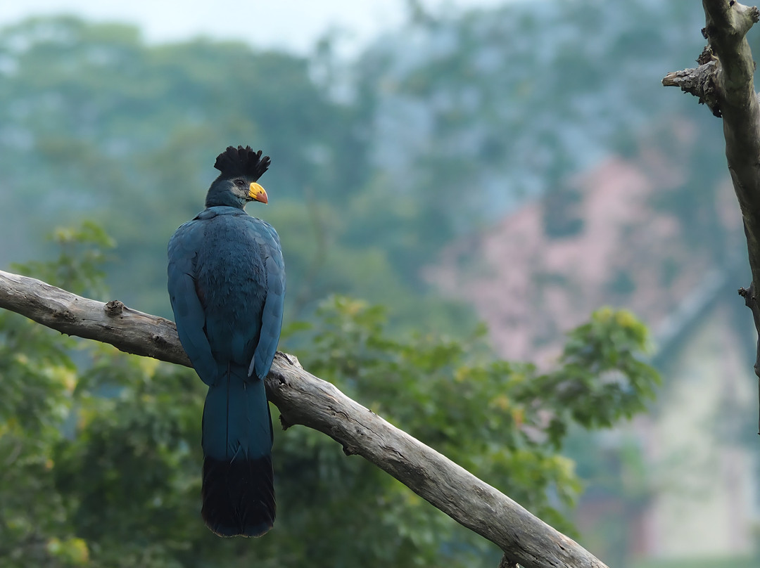Walters Tours Uganda-坎帕拉必去景点