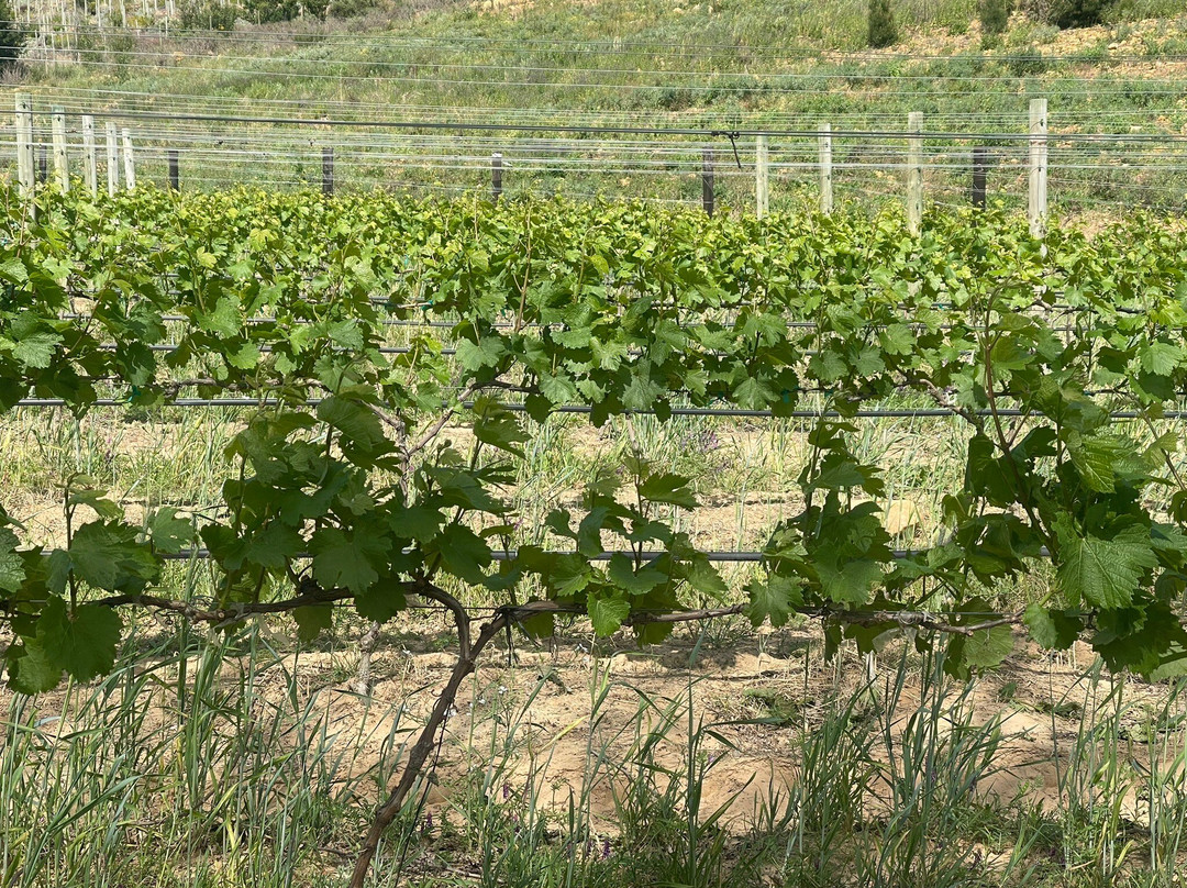 Rickety Bridge Wine Estate