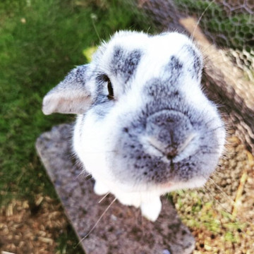 Puffin Croft Petting Farm & Farm Shop-John O'Groats必去景点