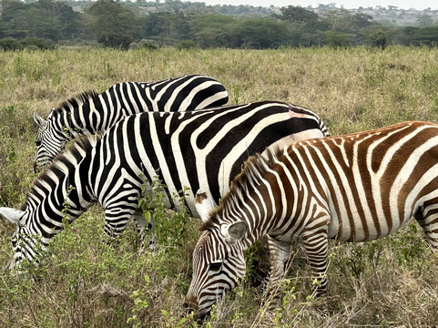 Crowned Eagle Safaris Limited-内罗毕必去景点