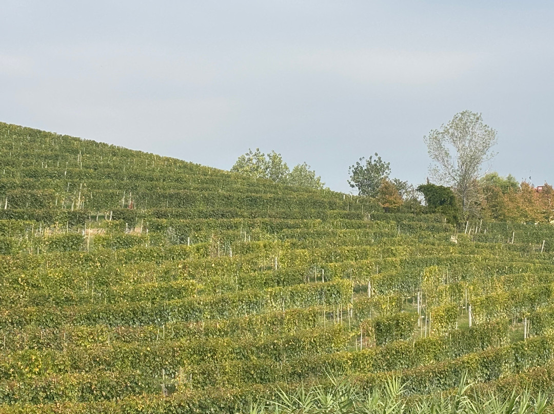 Ceretto Aziende Vitivinicole-阿尔巴必去景点