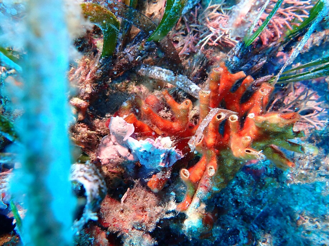 Cala Pada Diving Center Ibiza-圣欧拉利娅尔德里奥必去景点
