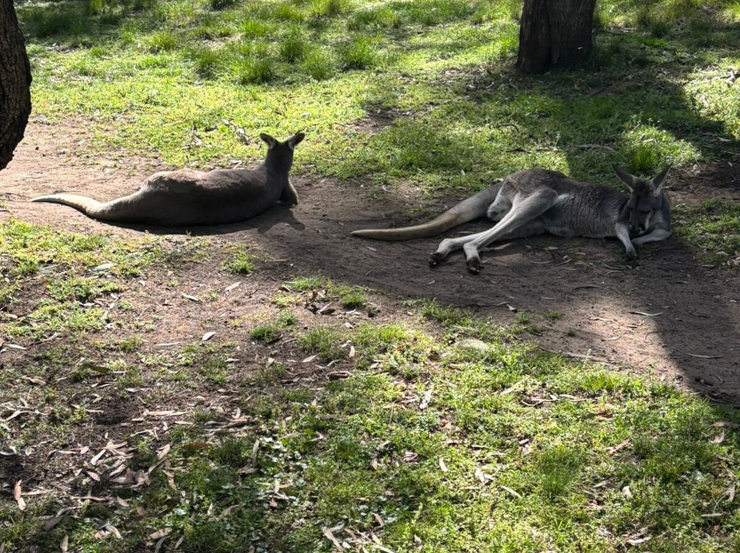 Taronga Western Plains Zoo-达博必去景点
