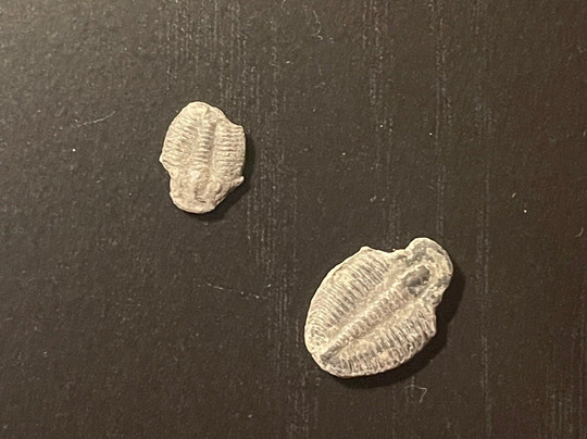 U-Dig Fossils-犹他州必去景点