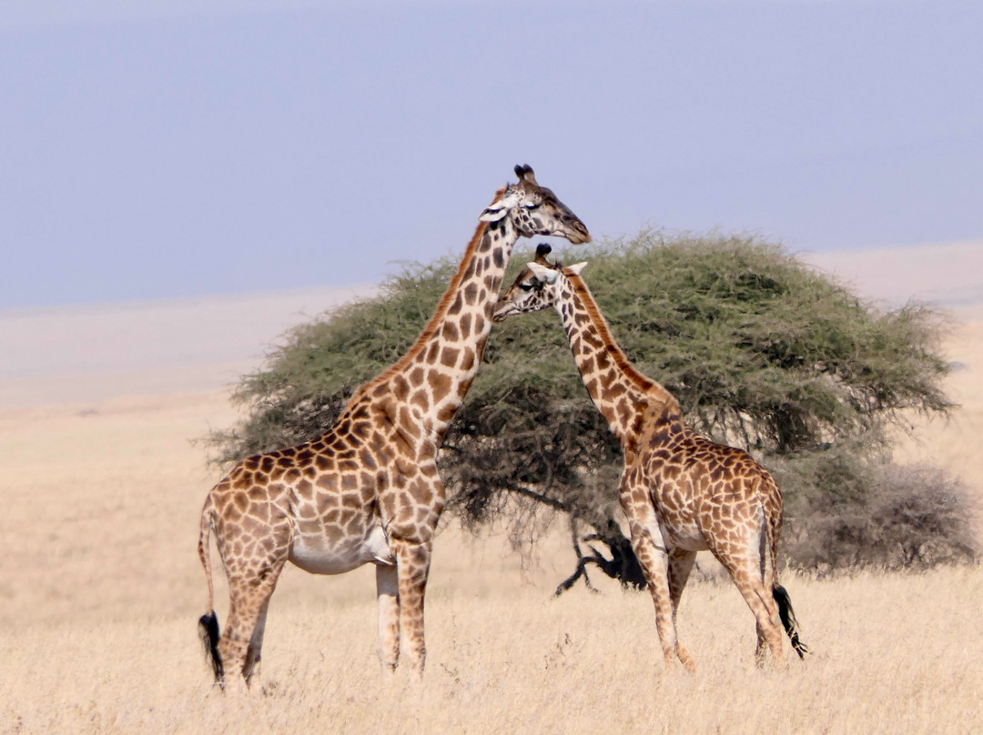 Usaka African Adventures-阿鲁沙必去景点