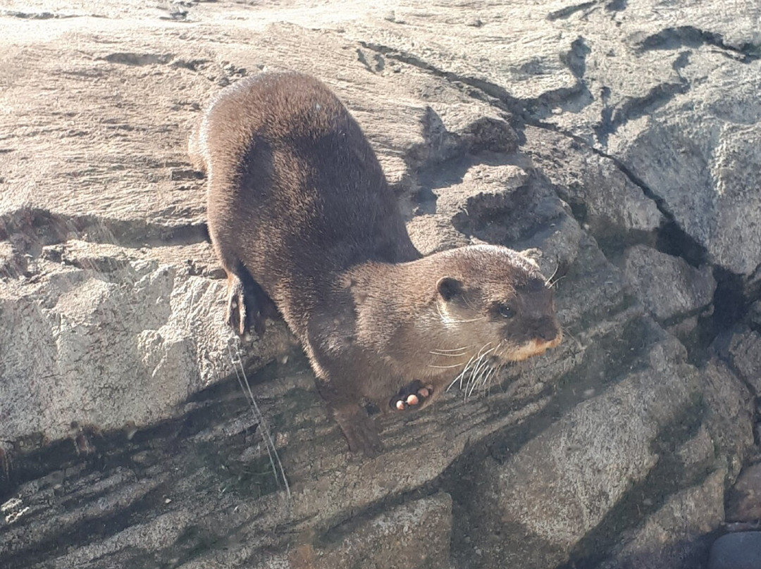 Lincoln Zoo-Newball必去景点