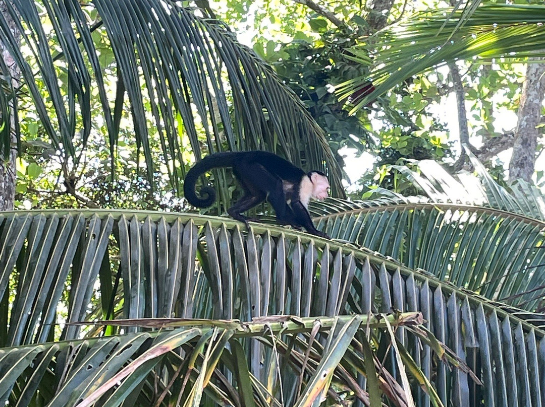 The Biologist from Cahuita-卡维塔必去景点