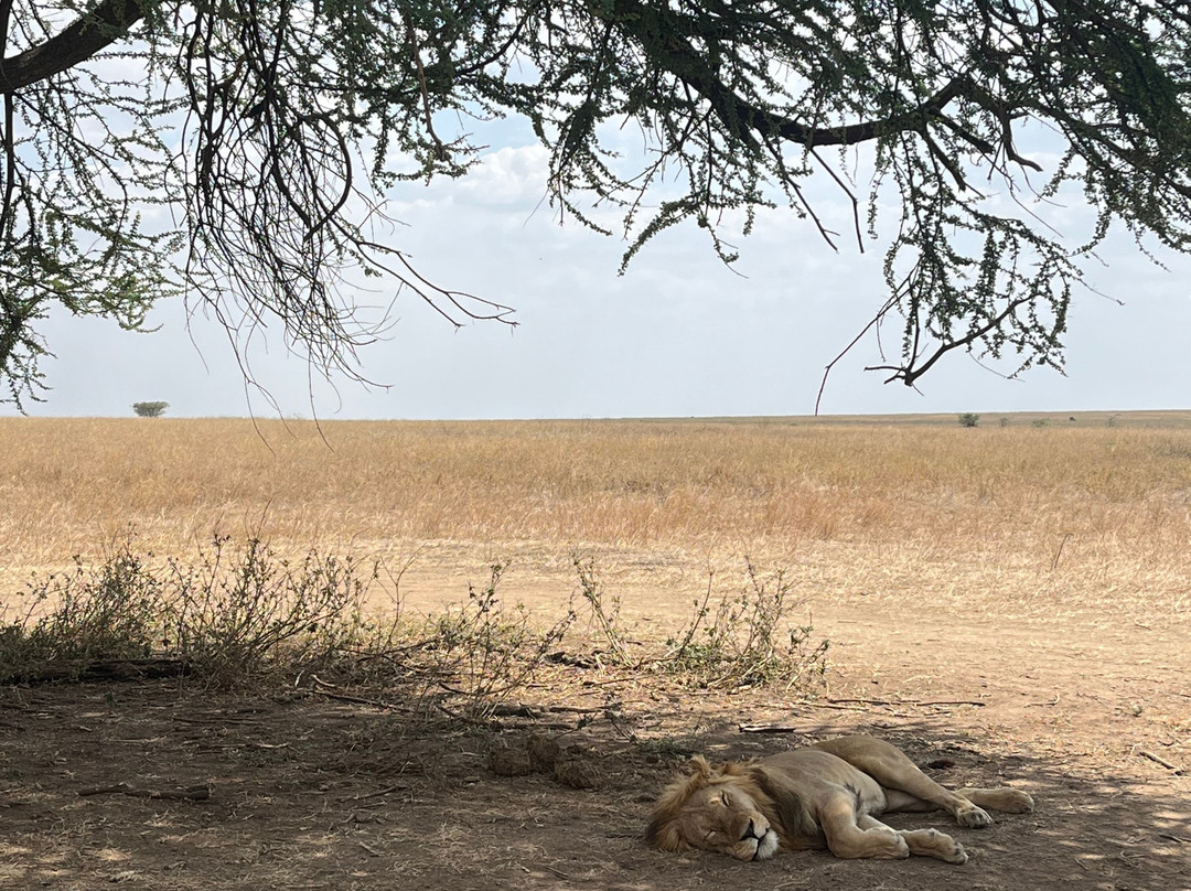 Wild Authentic Tanzania-阿鲁沙必去景点