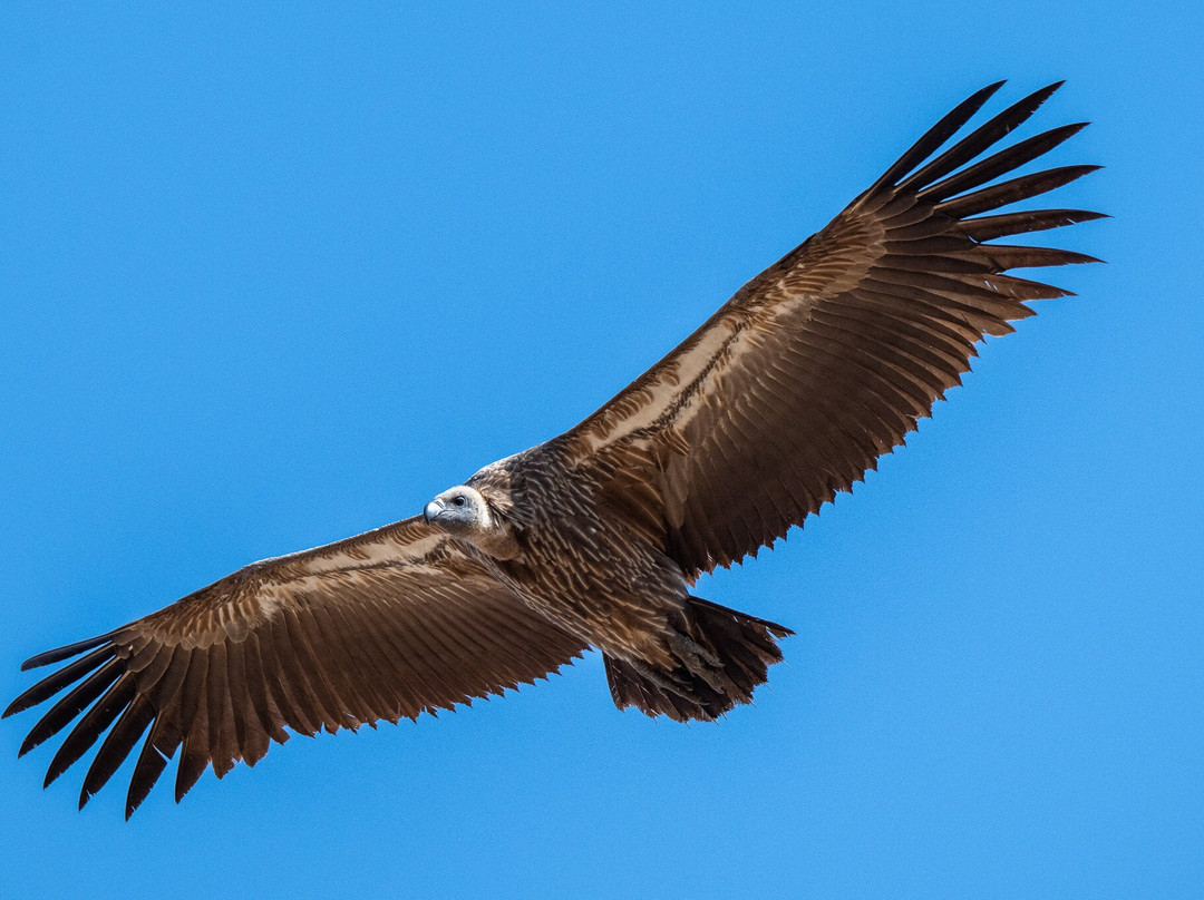 Tanzania Roadside Expeditions-阿鲁沙必去景点