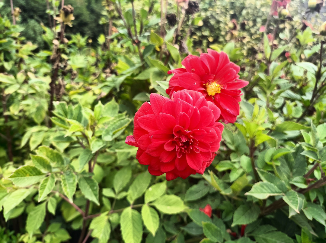 阿莱曼殖民博物馆-Frutillar必去景点