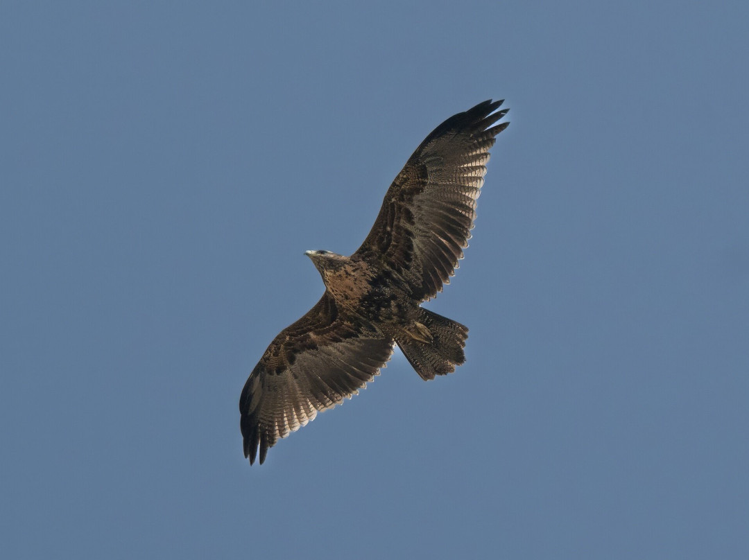 Parque La Giganta-Panquehue必去景点