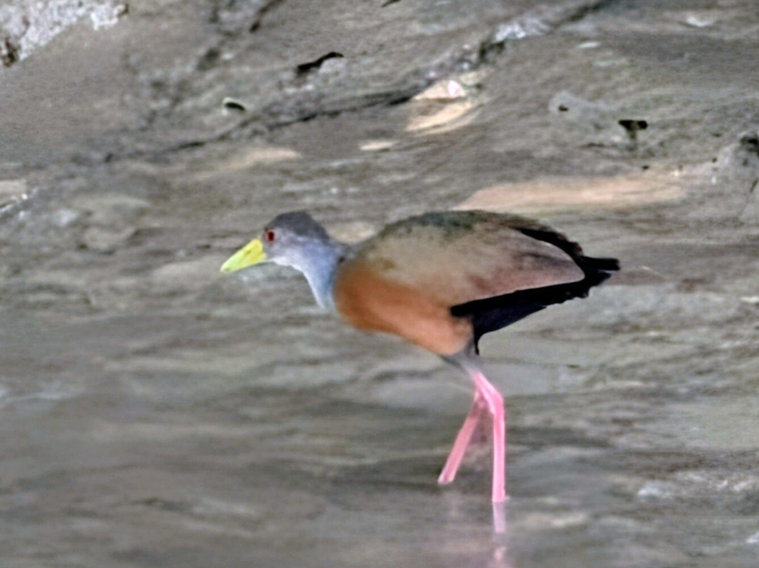 Mangrove Boat Tour-克波斯必去景点