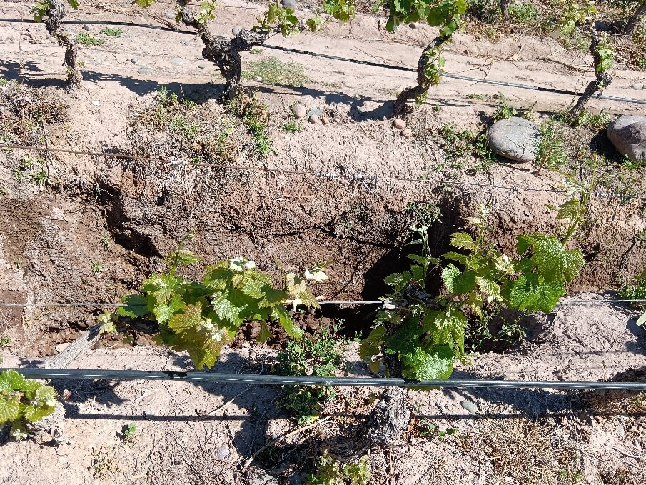 Bodega CarinaE-Maipu必去景点