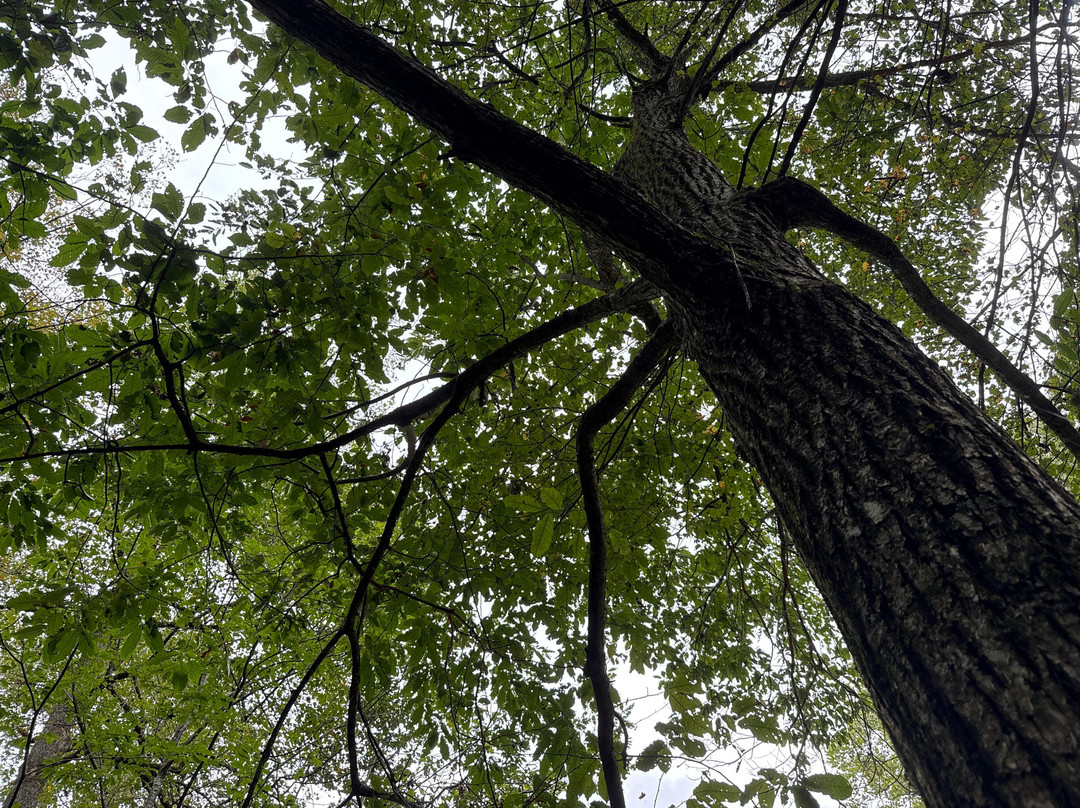 The Lodge at Smithgall Woods主图