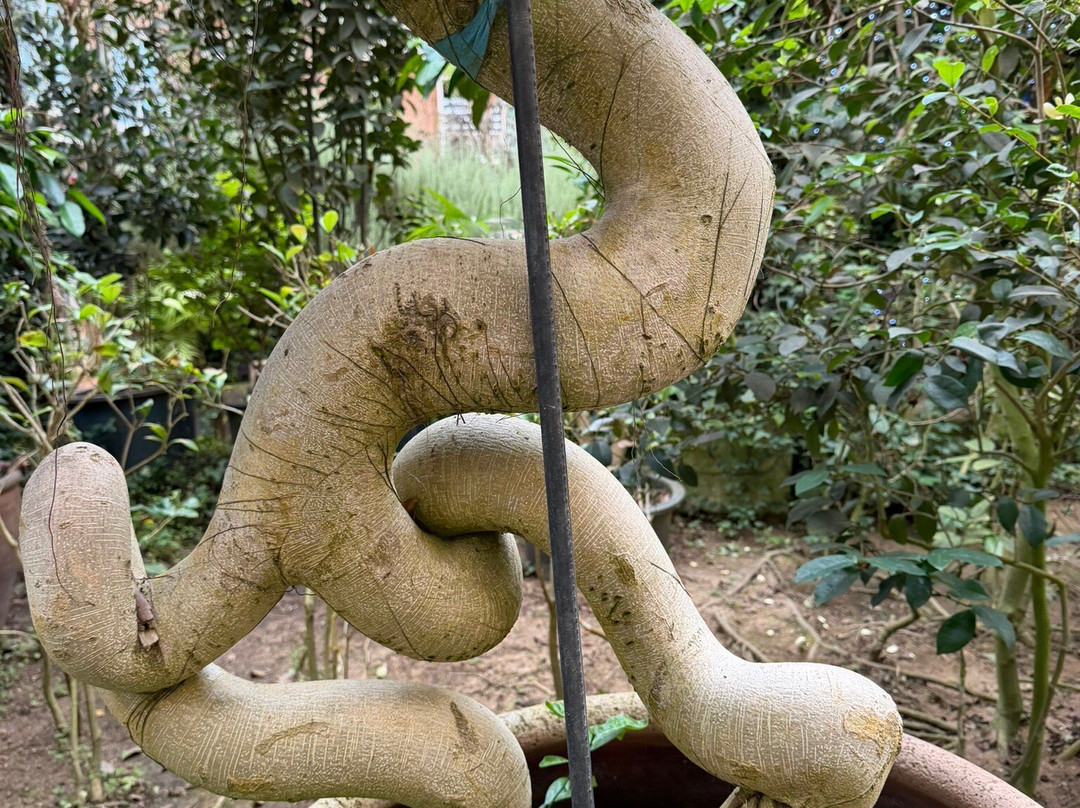 Herb Island-抱川市必去景点