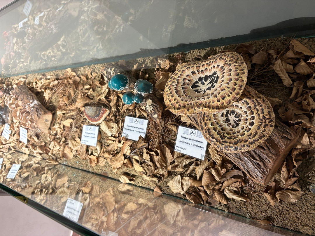 Natural History Museum of Meteora & Mushroom Museum-卡兰巴卡必去景点